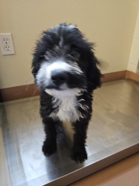 Enlarge Silas, a Adoptable mixed breed in Kennewick, WA image 3/3