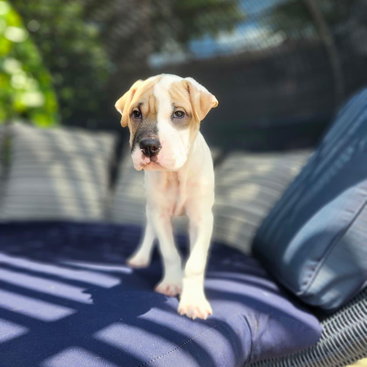 Ahsoka, a Adoptable mixed breed in Melbourne , FL image 2/3
