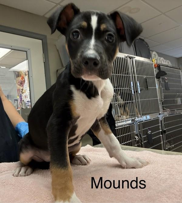 Mounds, Adoptable, Puppy Female Treeing Walker Coonhound.