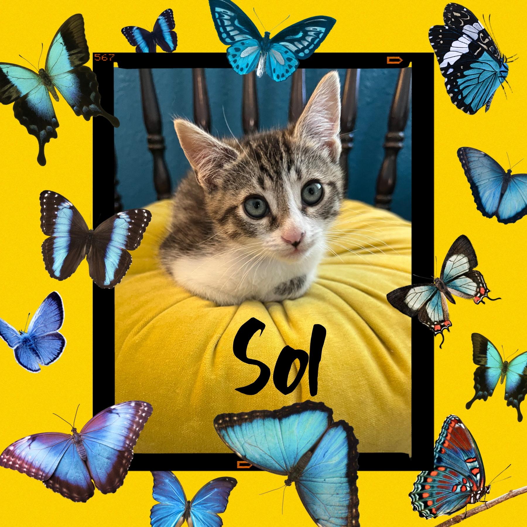 Sol, Baby Male Domestic Short Hair