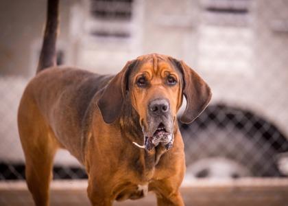Enlarge Lady Bird, a ADOPTABLE Bloodhound in Hamilton, MT image 4/5