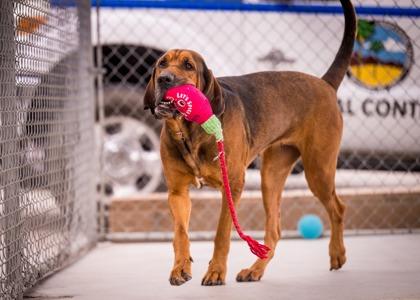 Enlarge Lady Bird, a ADOPTABLE Bloodhound in Hamilton, MT image 5/5
