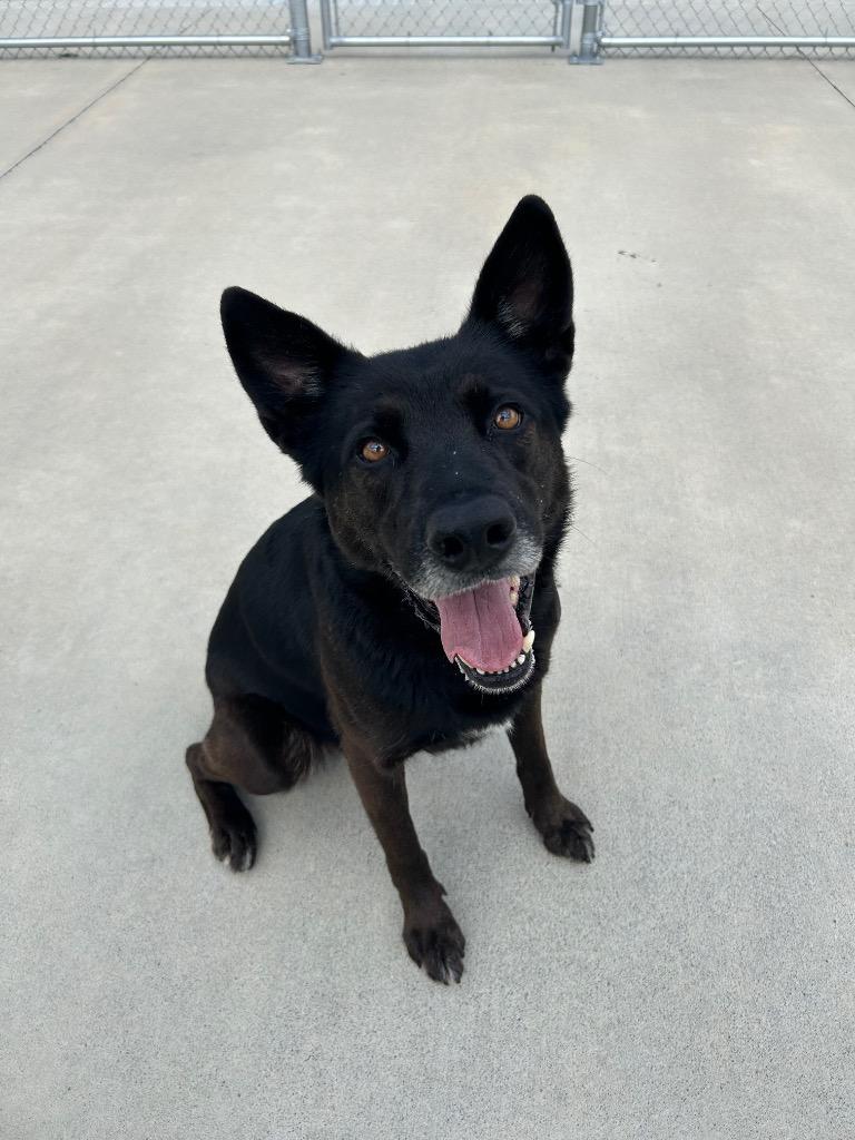 Hades, Adoptable, Adult Male German Shepherd Dog.