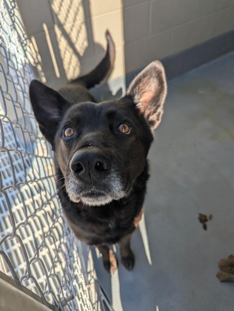 Enlarge Hades, a Adoptable German Shepherd Dog in Johnson City, TN image 2/3