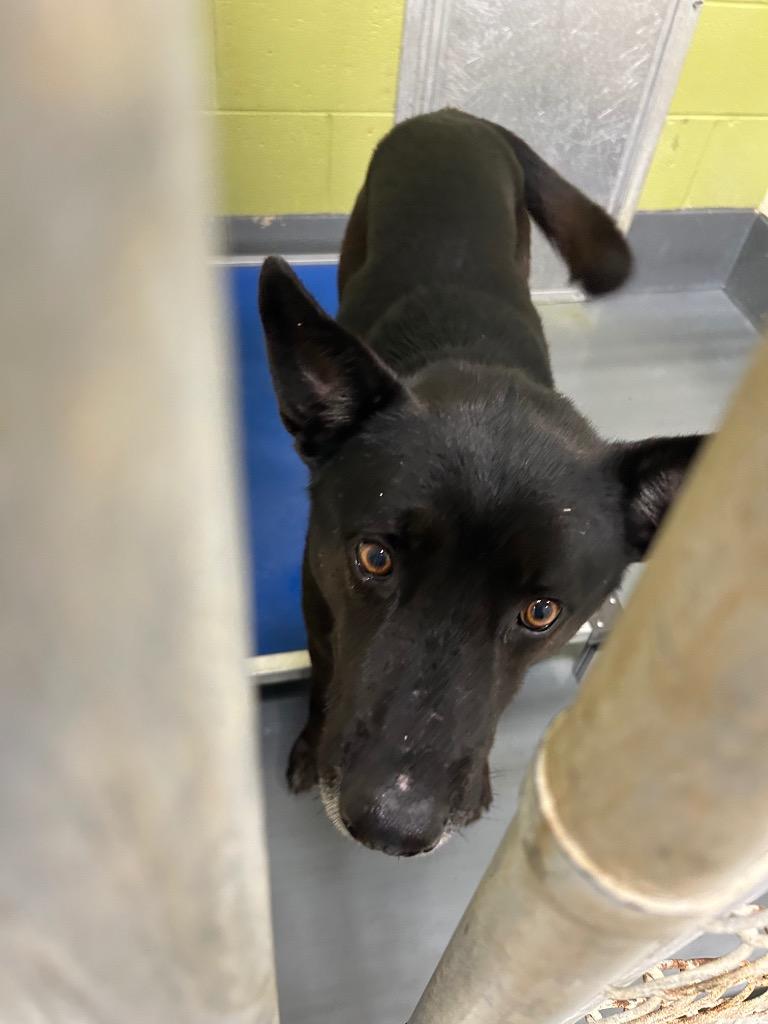 Enlarge Hades, a Adoptable German Shepherd Dog in Johnson City, TN image 3/3