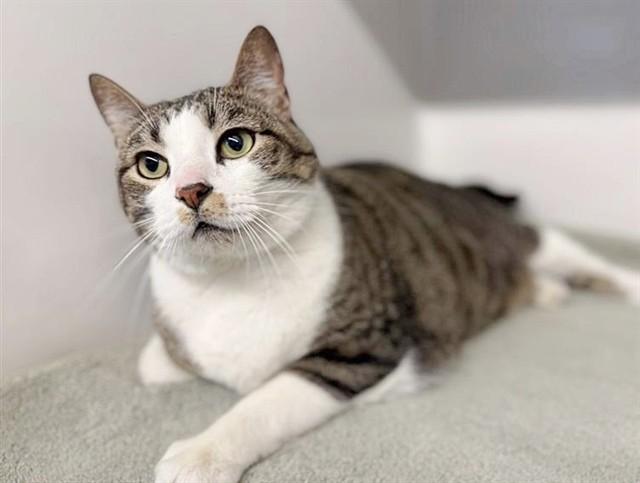 STANLEY — thumbnail 2