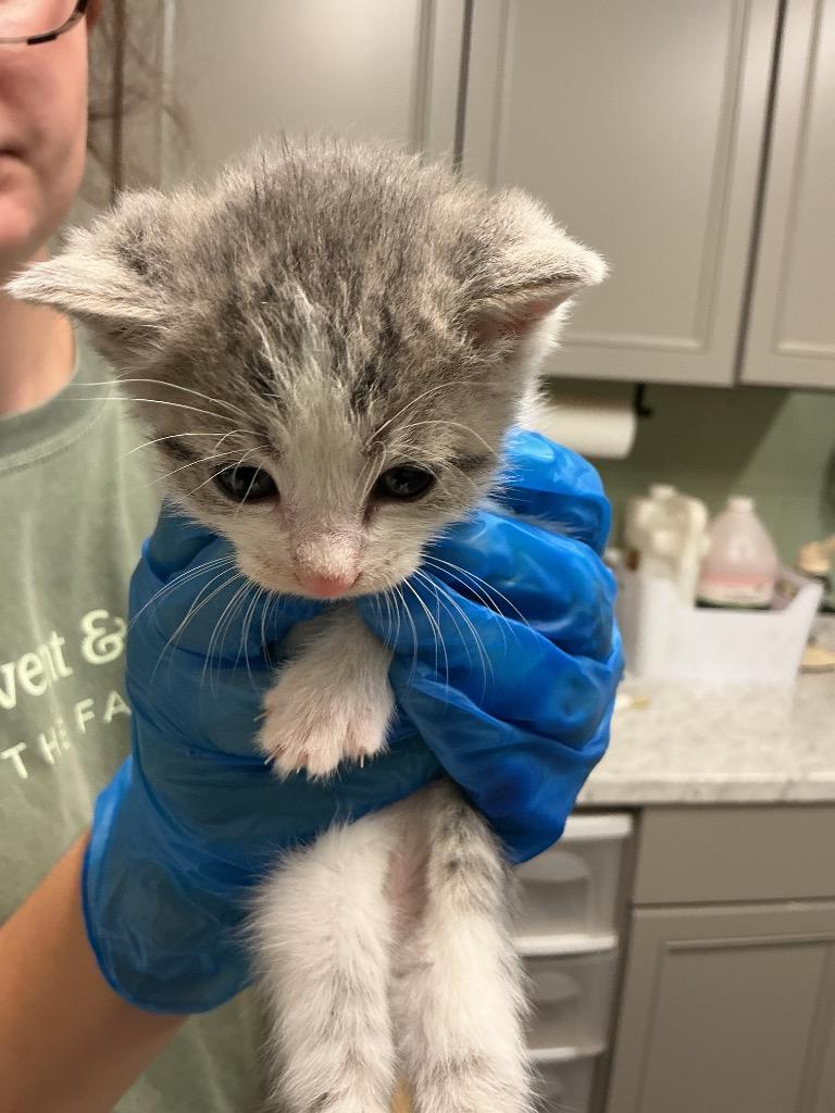 Opie, Adoptable, Kitten Male Abyssinian.