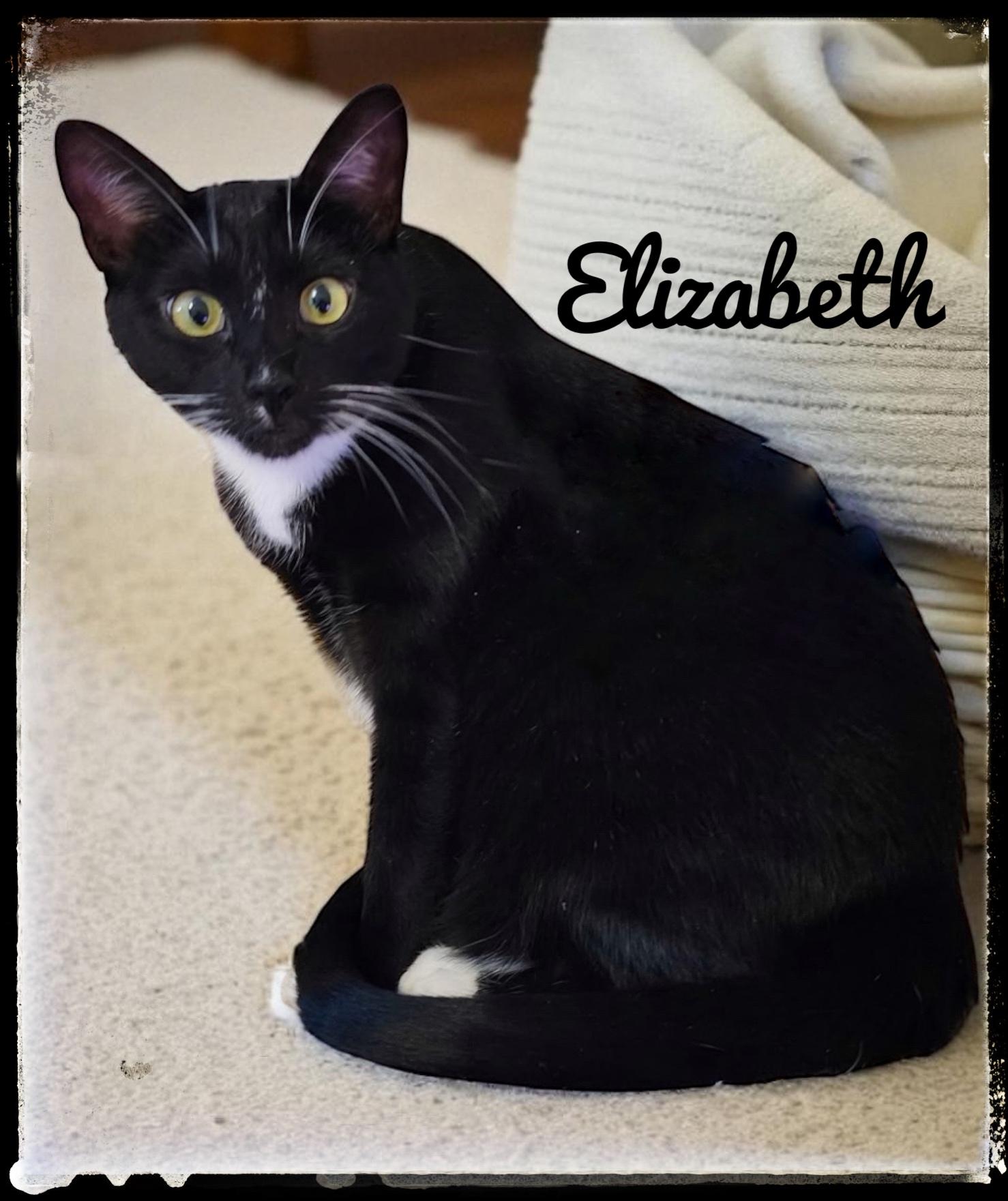 Elizabeth, Adoptable, Adult Female Domestic Short Hair.