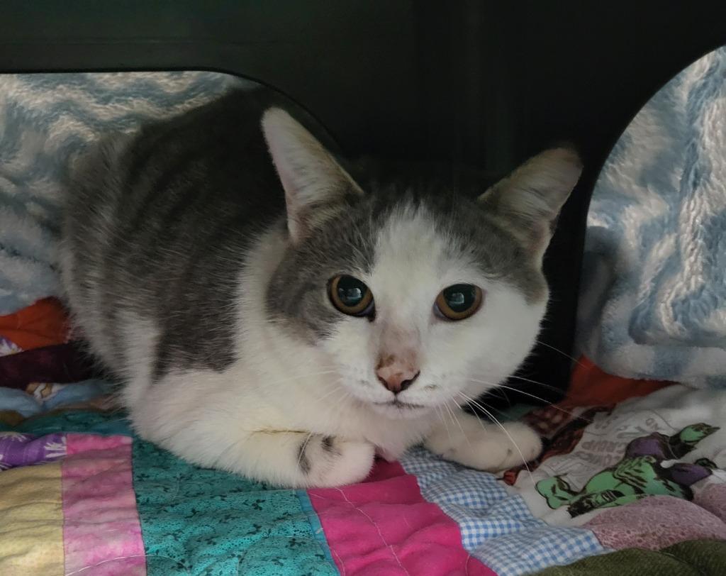 Margie, Adoptable, Young Female Domestic Short Hair.