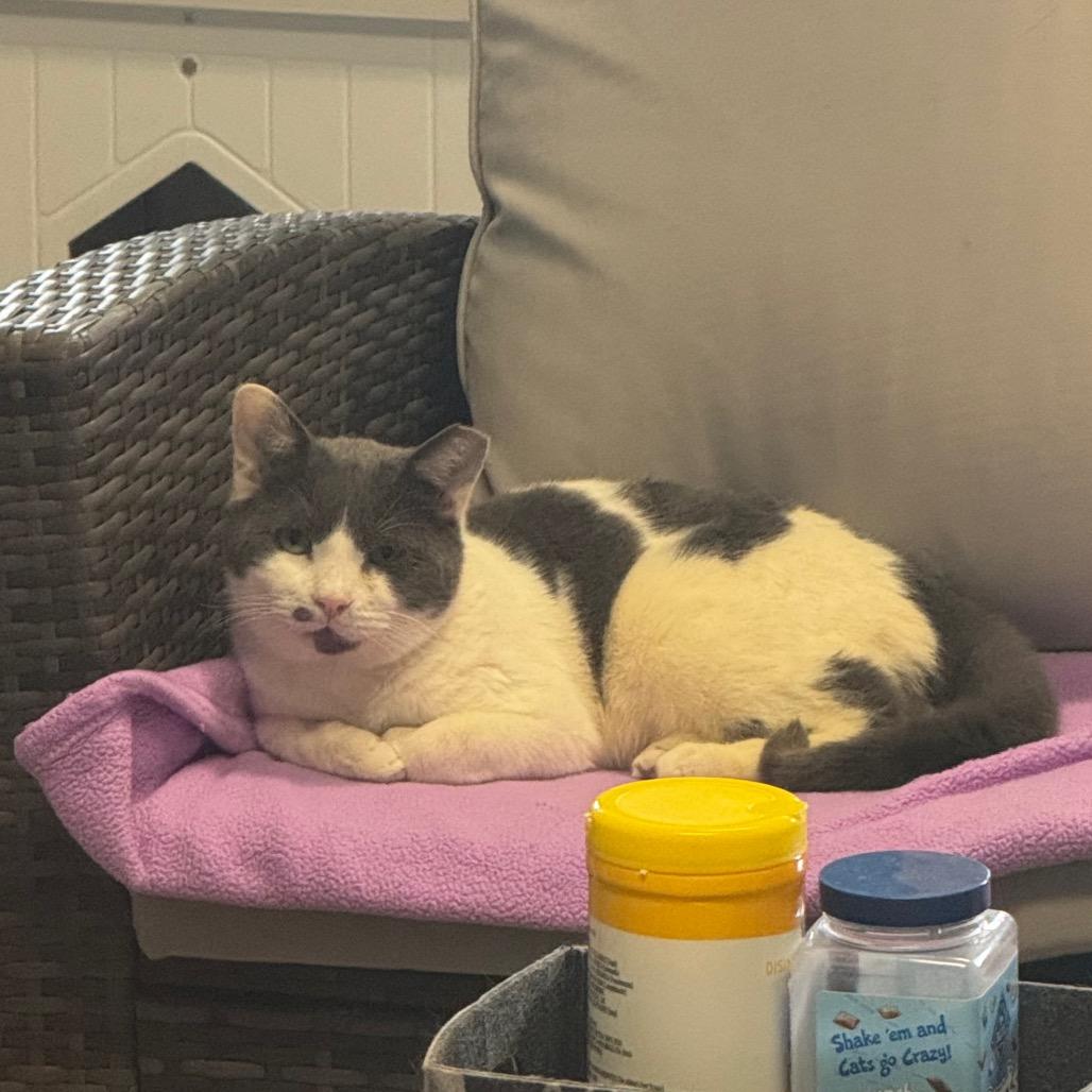 Chief, Adoptable, Adult Male Domestic Short Hair.