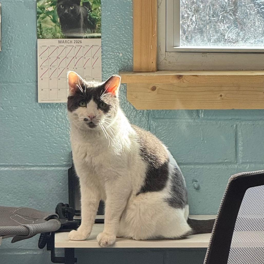 Enlarge Chief, a Adoptable Domestic Short Hair in Easton, PA image 2/6