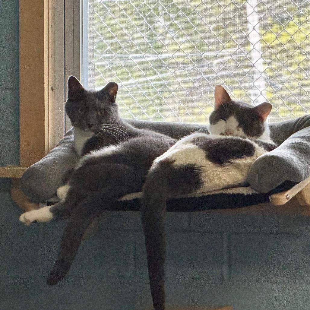 Chief, a Adoptable Domestic Short Hair in Easton, PA image 2/6