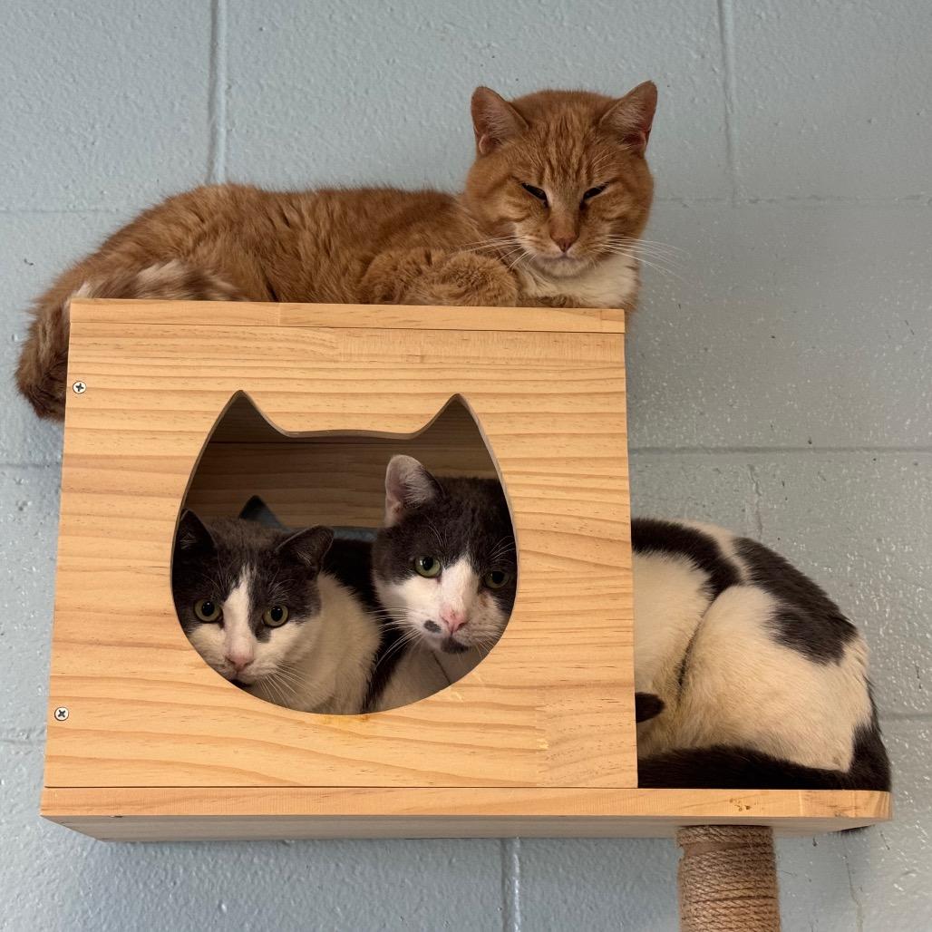 Chief, a Adoptable Domestic Short Hair in Easton, PA image 3/6