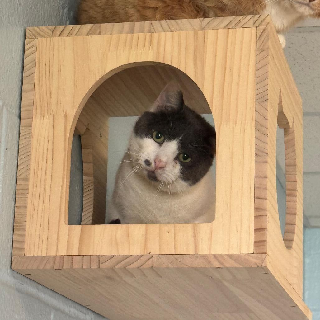 Chief, a Adoptable Domestic Short Hair in Easton, PA image 4/6