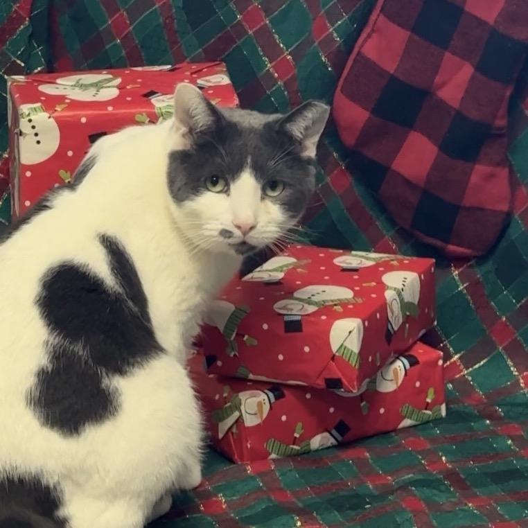 Chief, a Adoptable Domestic Short Hair in Easton, PA image 6/6