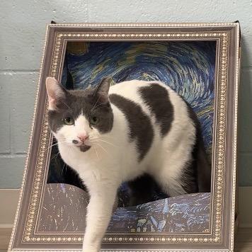 Enlarge Chief, a Adoptable Domestic Short Hair in Easton, PA image 6/6