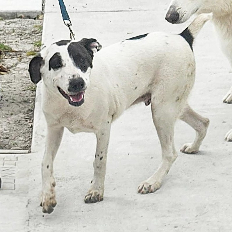 Simmons — thumbnail 3