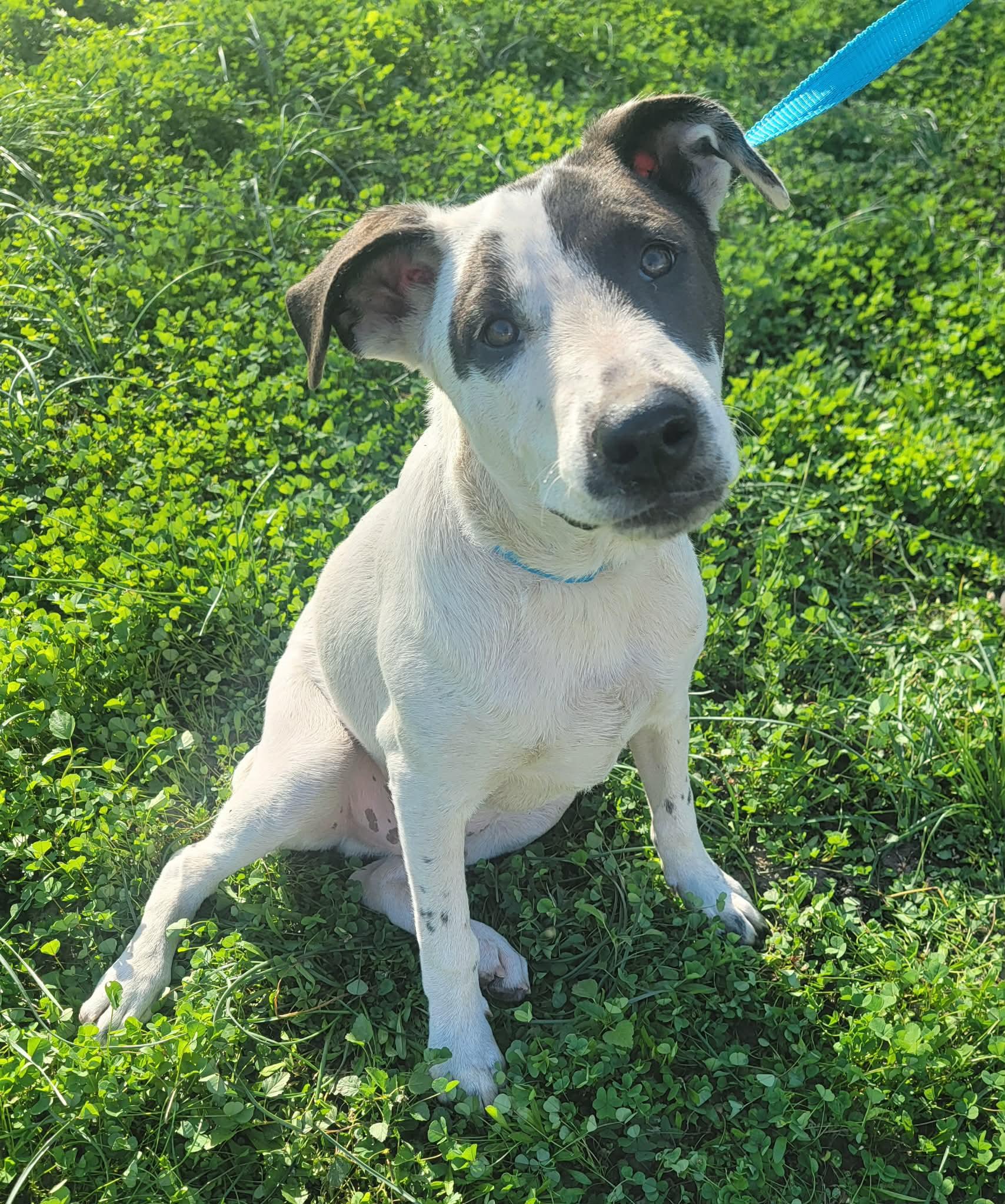 Simmons — thumbnail 5