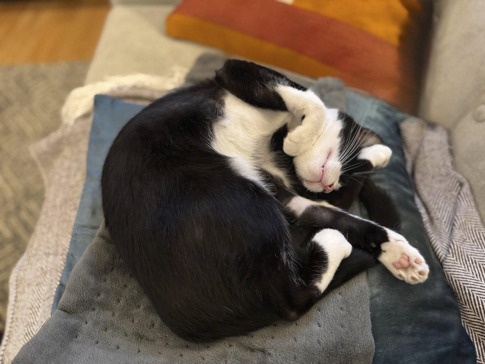 Enlarge Francesca (bonded with Giovanni), a Adoptable Domestic Short Hair in Oakland, CA image 1/3