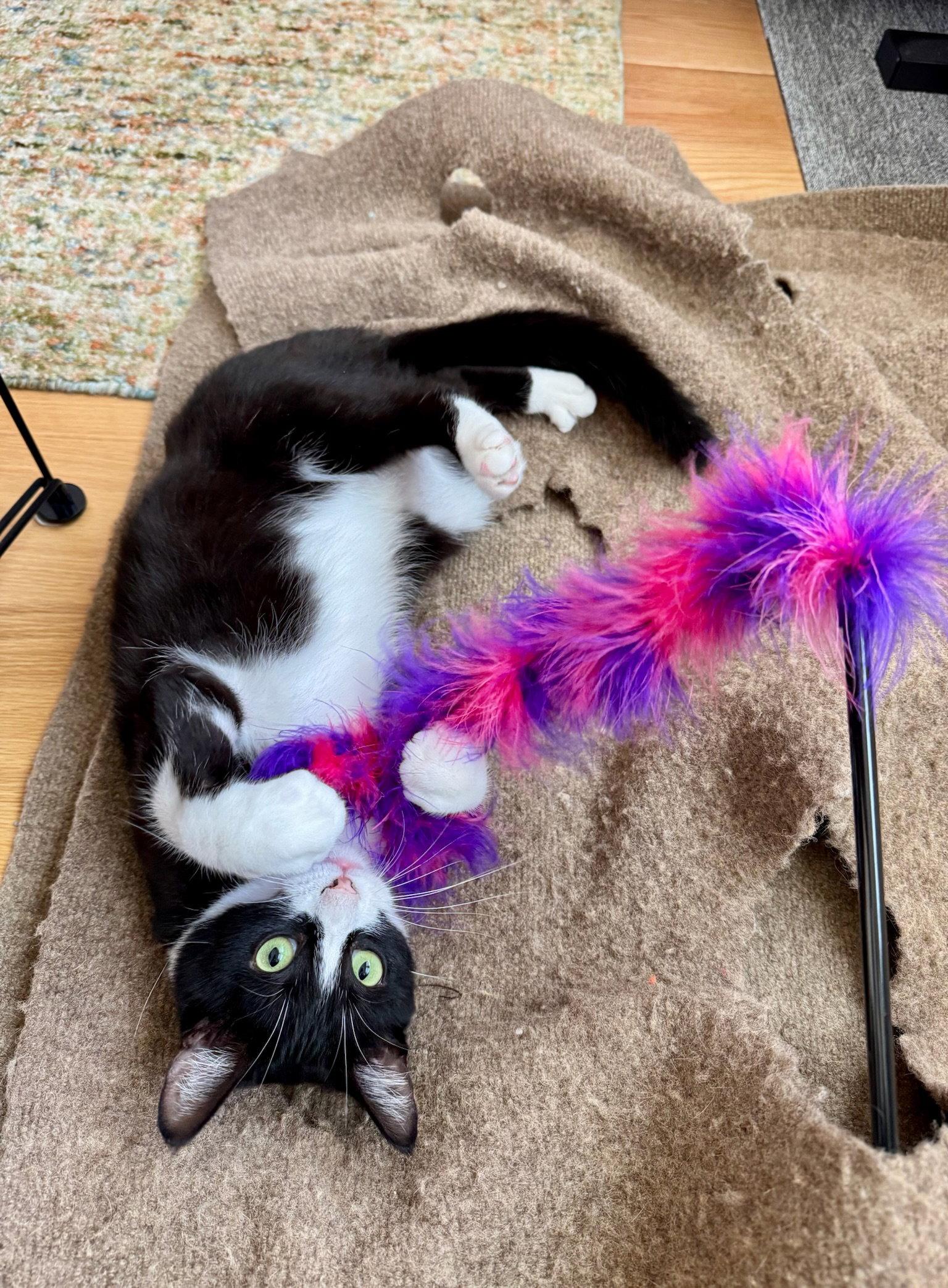 Enlarge Francesca (bonded with Giovanni), a Adoptable Domestic Short Hair in Oakland, CA image 3/3