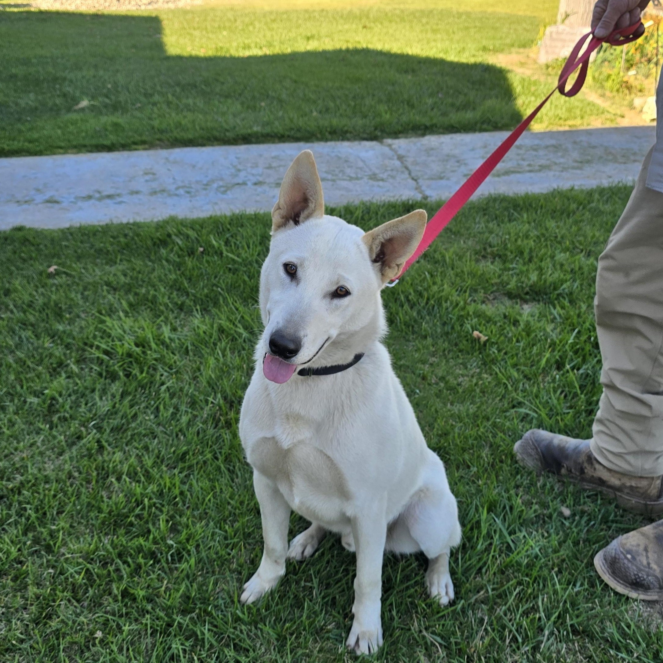 Enlarge D J , an adopted mixed breed in Tracy, CA image 3/5
