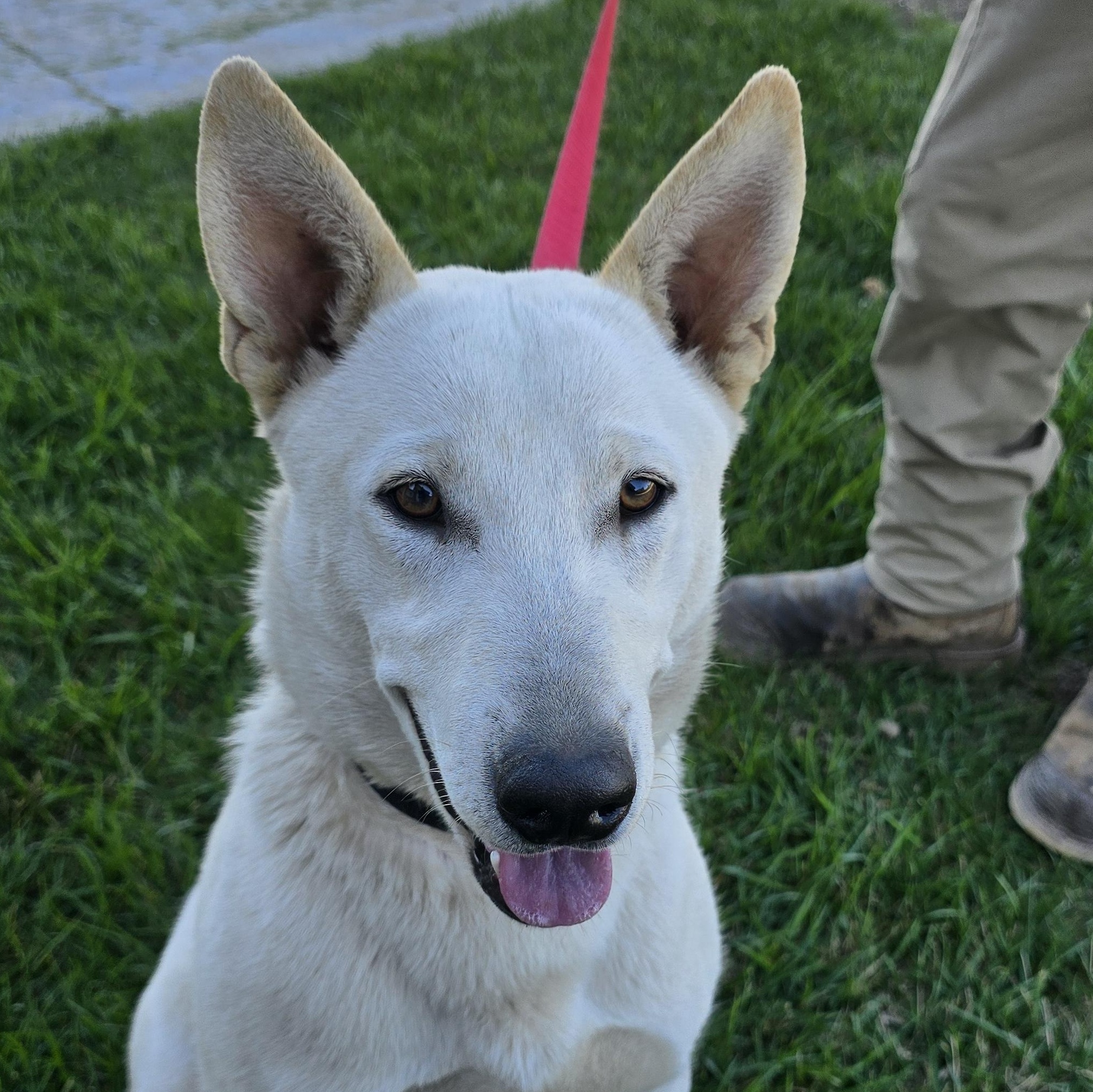 Enlarge D J , an adopted mixed breed in Tracy, CA image 2/5