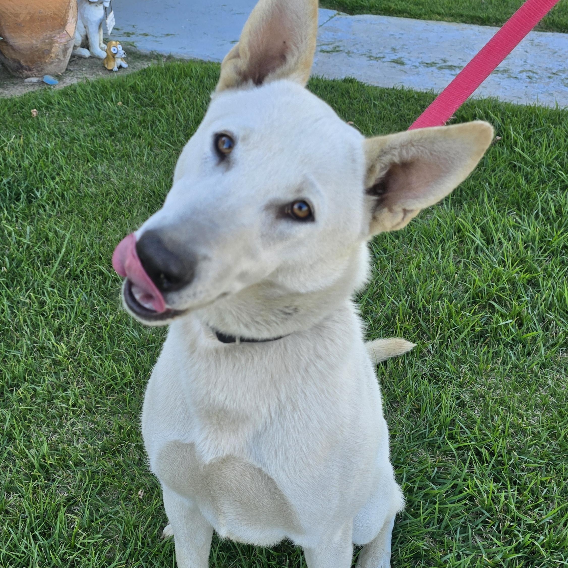 Enlarge D J , an adopted mixed breed in Tracy, CA image 1/5