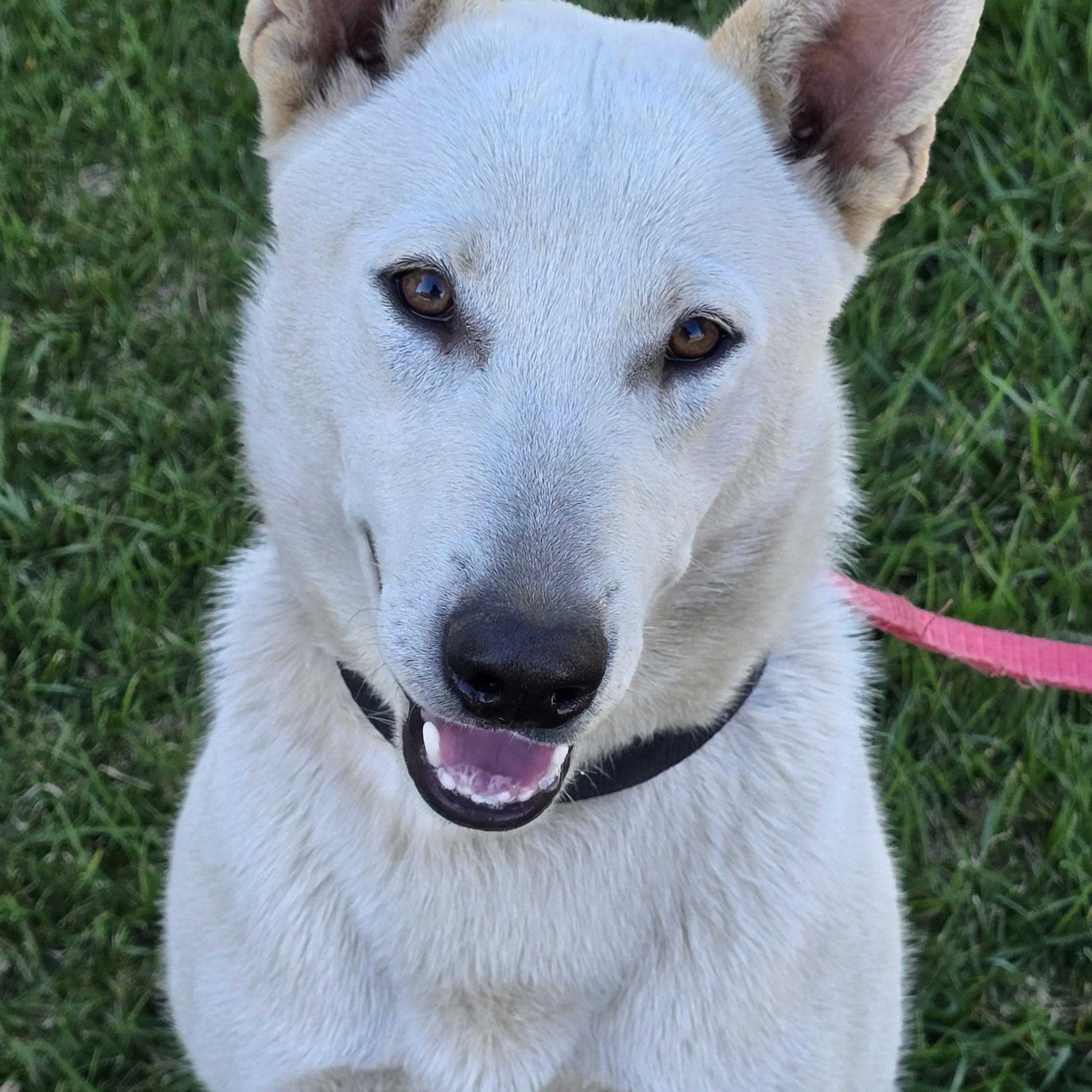 Enlarge D J , an adopted mixed breed in Tracy, CA image 4/5