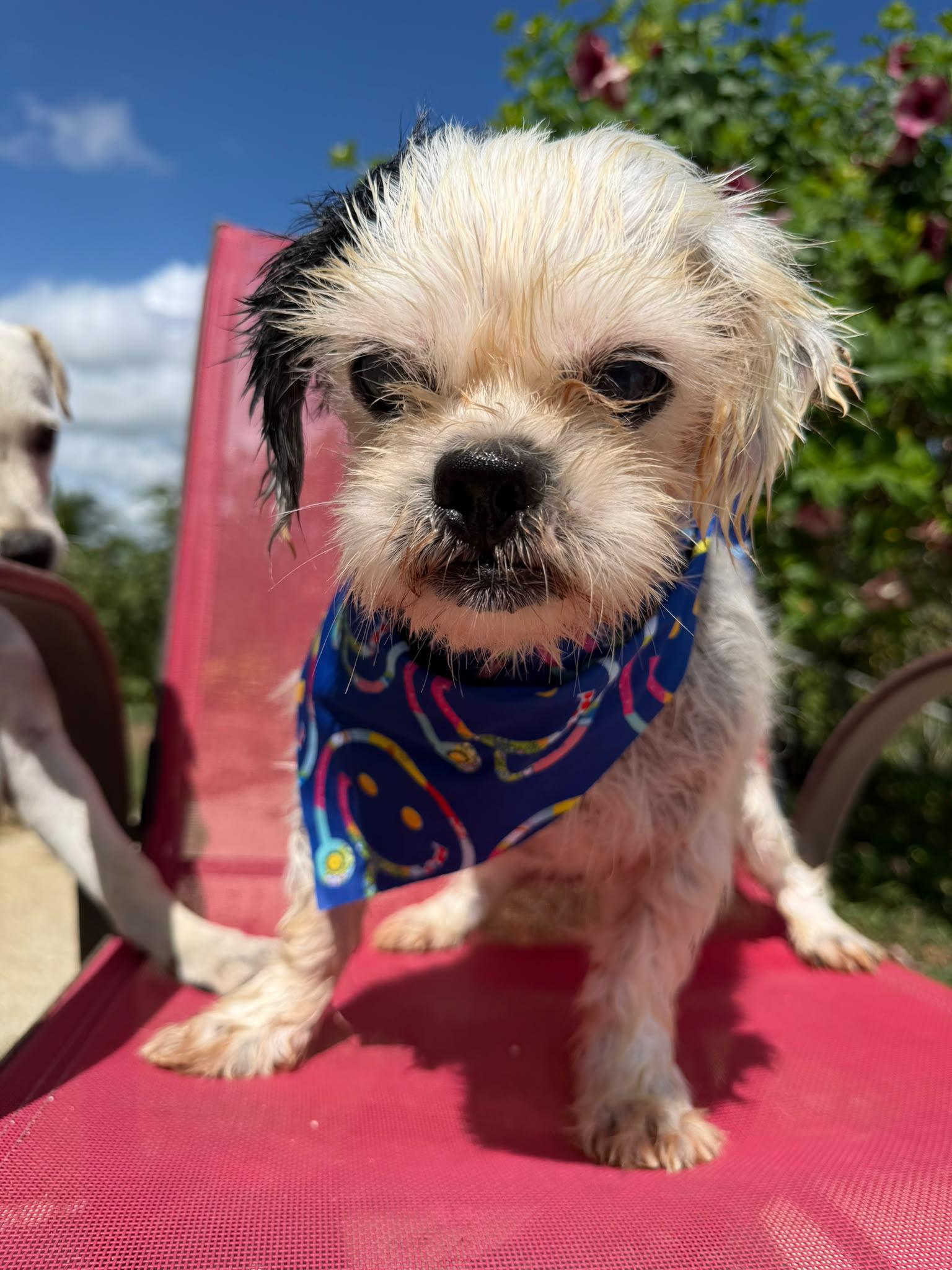 Enlarge Aurelio, a Adoptable Shih Tzu in Albion, NY image 2/3