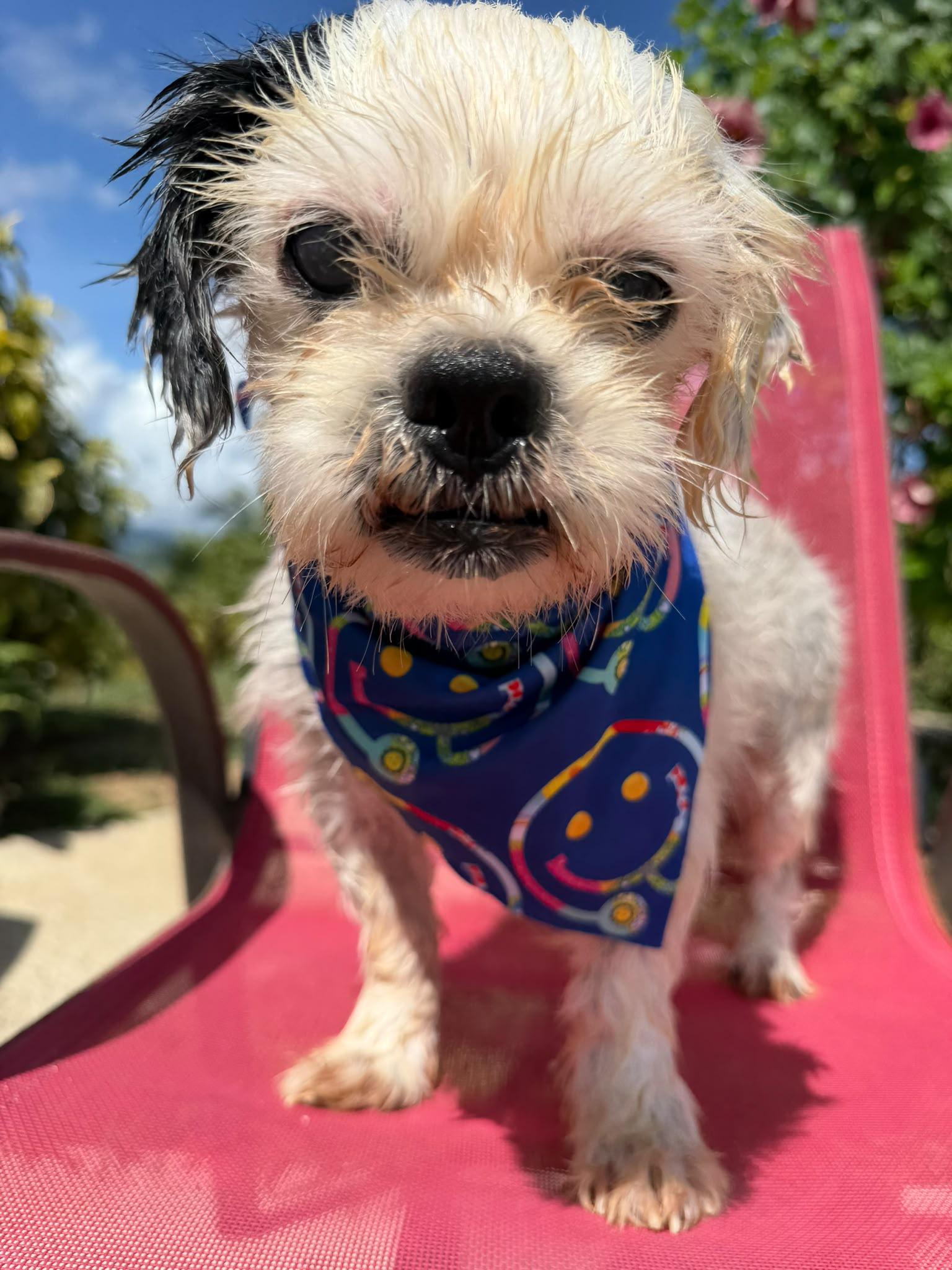 Enlarge Aurelio, a Adoptable Shih Tzu in Albion, NY image 3/3