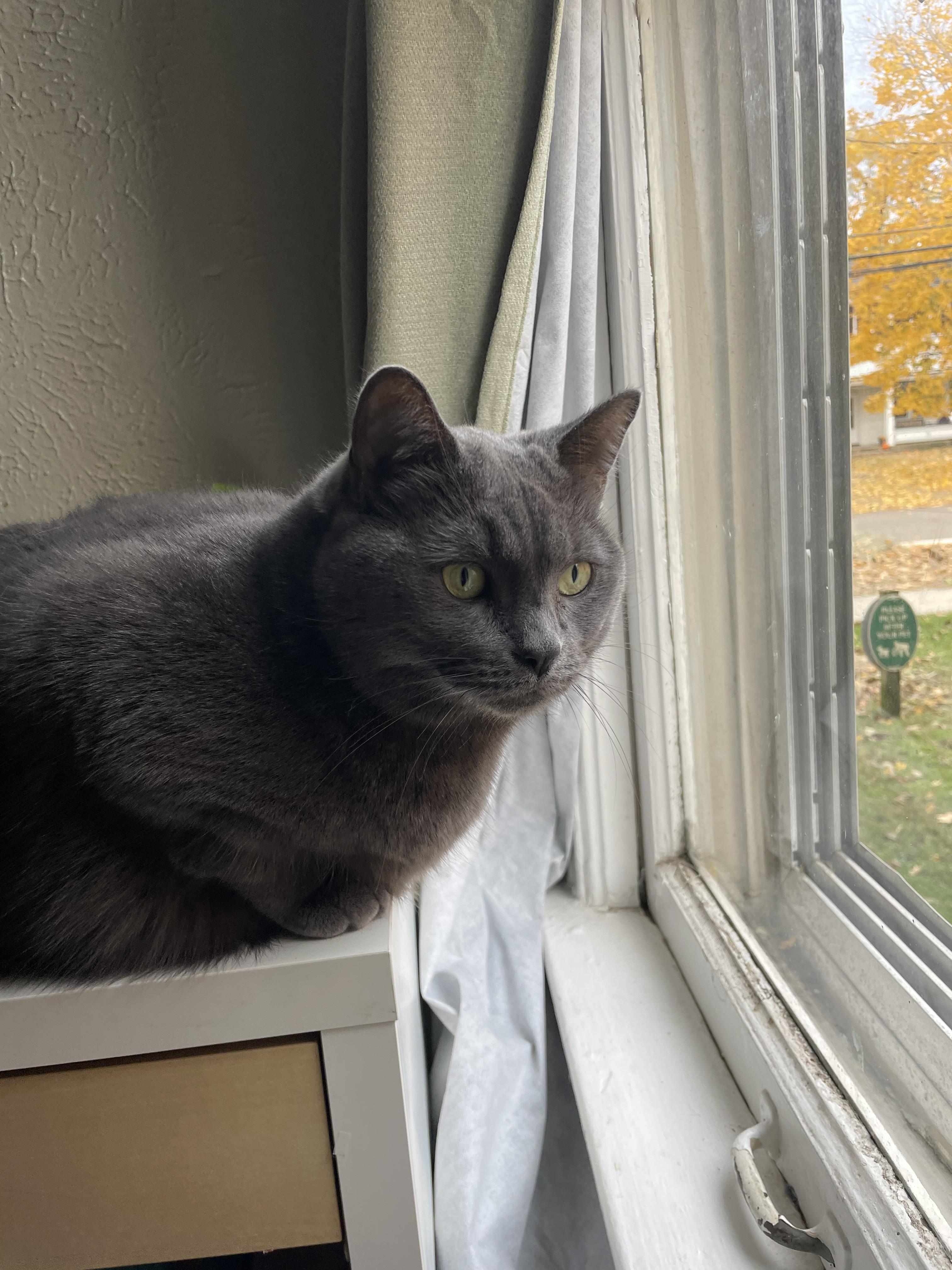 Minerva, a Adoptable Domestic Short Hair in Paw Paw, MI image 1/5