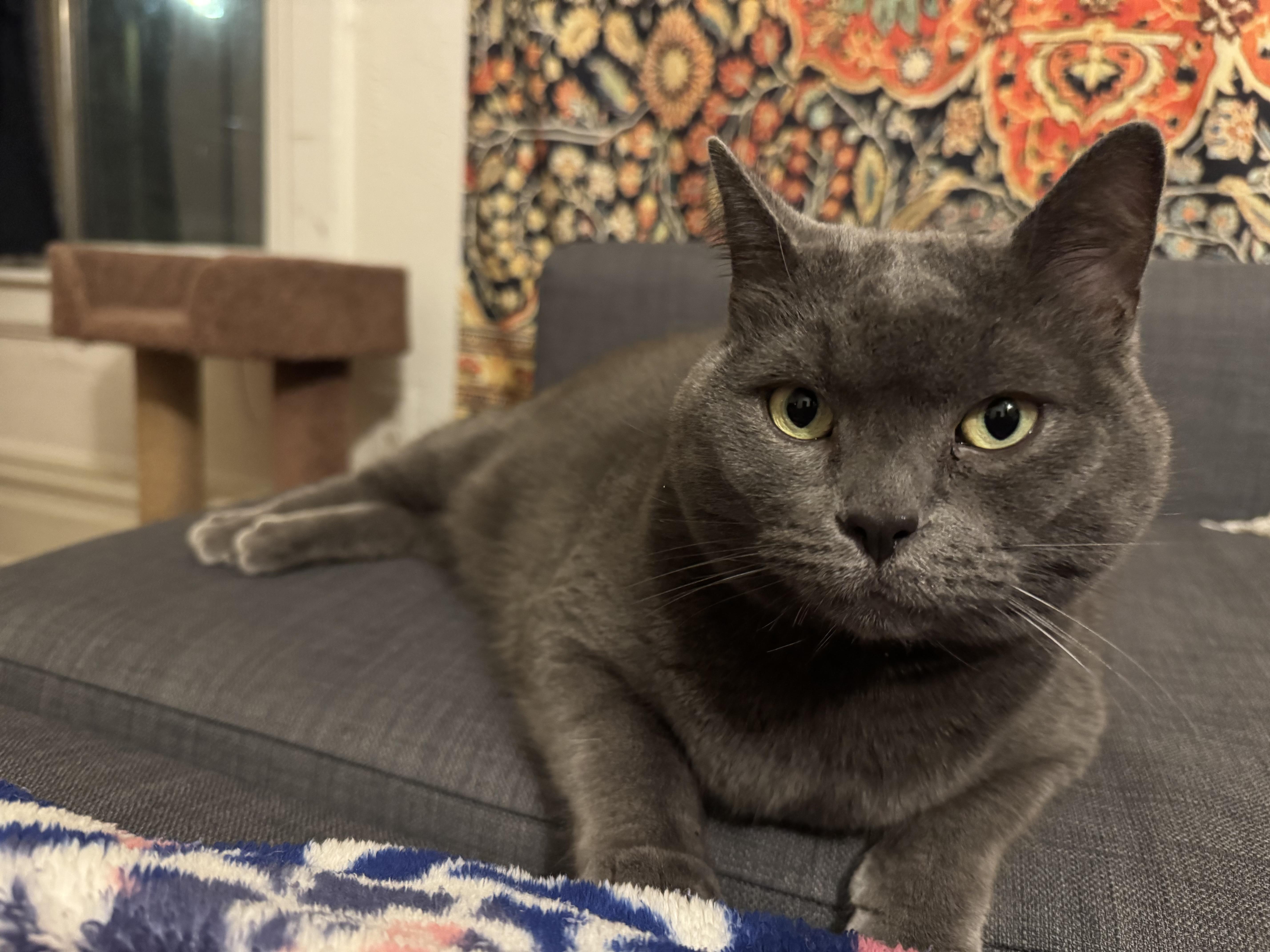 Minerva, a Adoptable Domestic Short Hair in Paw Paw, MI image 2/5