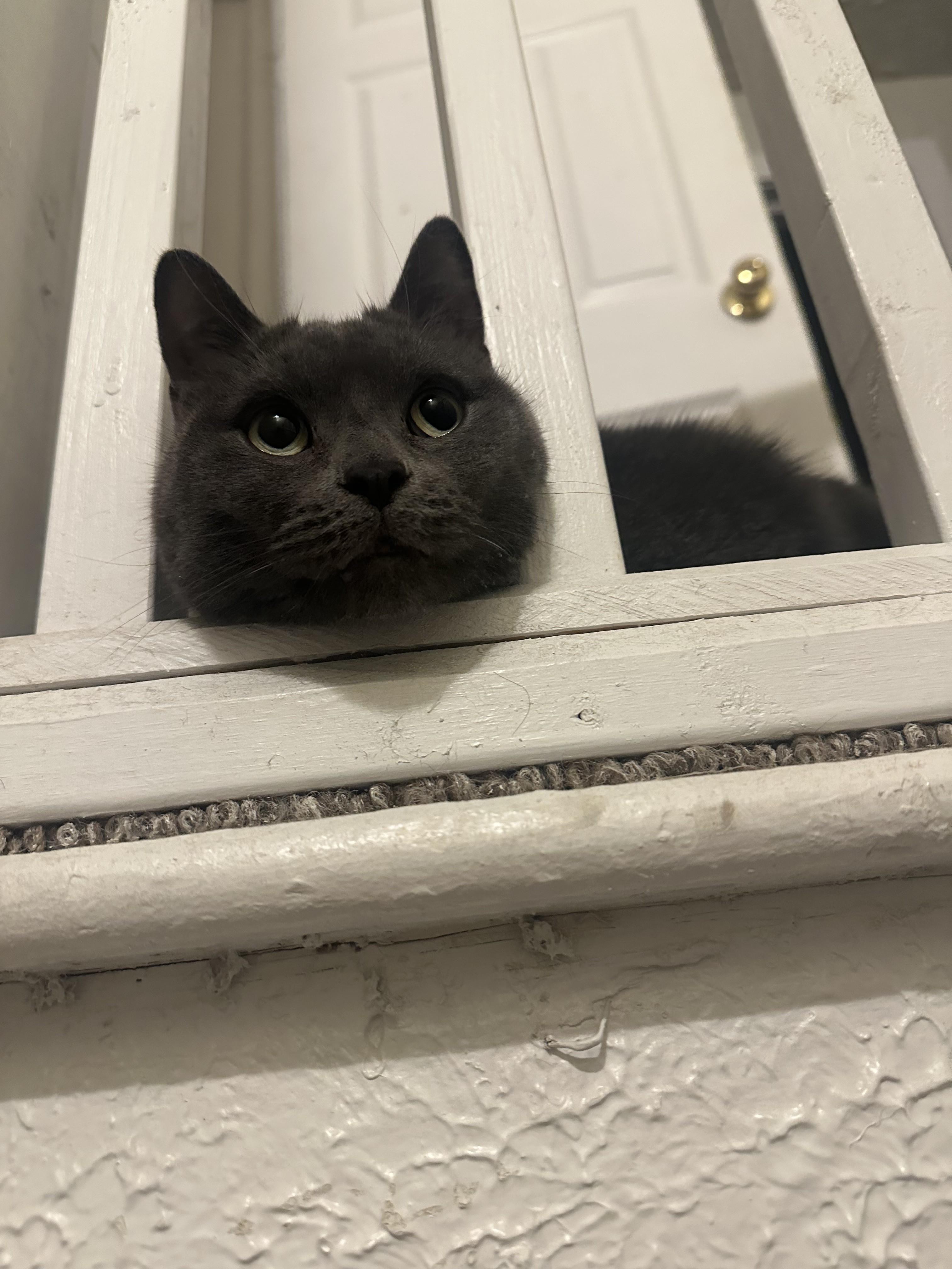 Minerva, a Adoptable Domestic Short Hair in Paw Paw, MI image 3/5