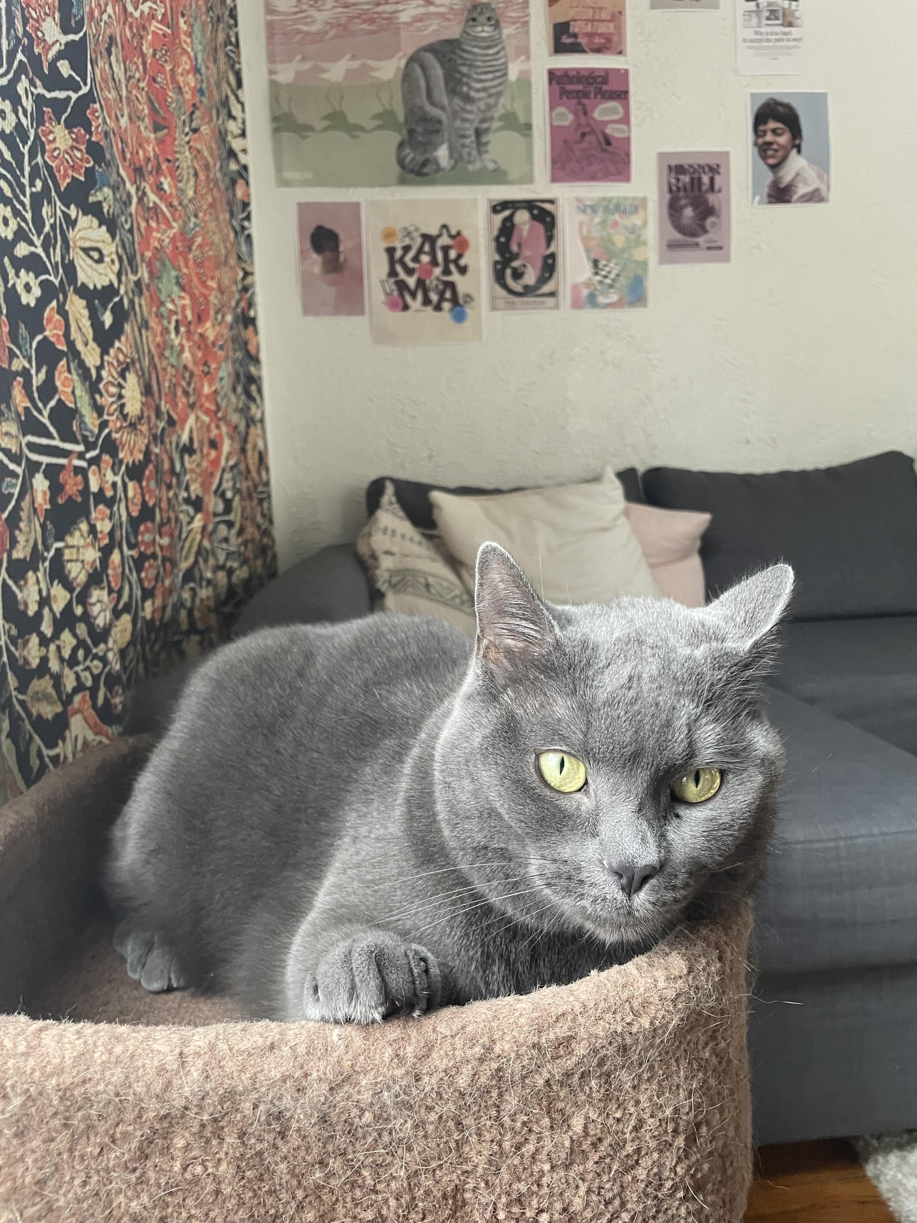 Minerva, a Adoptable Domestic Short Hair in Paw Paw, MI image 4/5