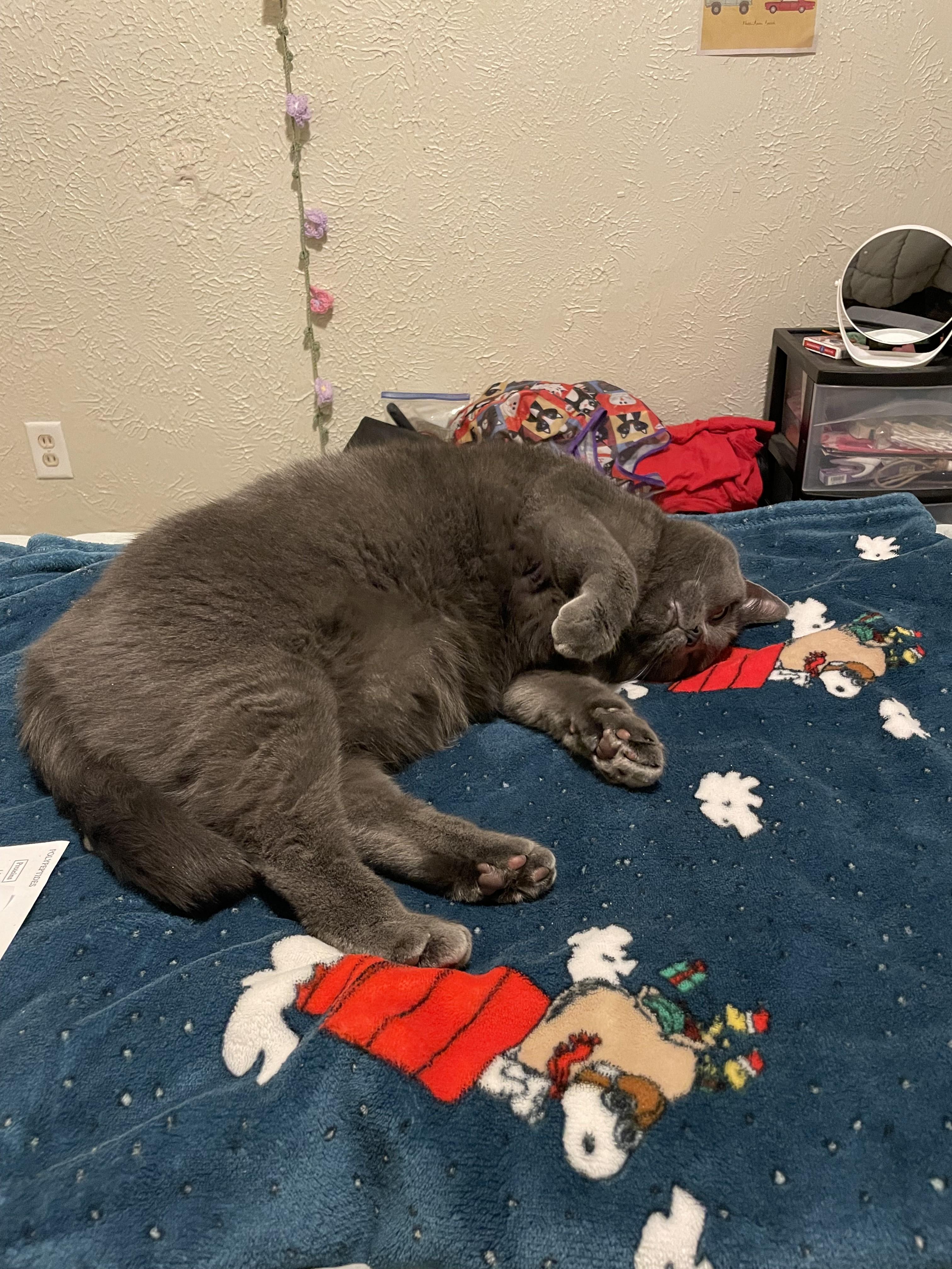 Minerva, a Adoptable Domestic Short Hair in Paw Paw, MI image 5/5