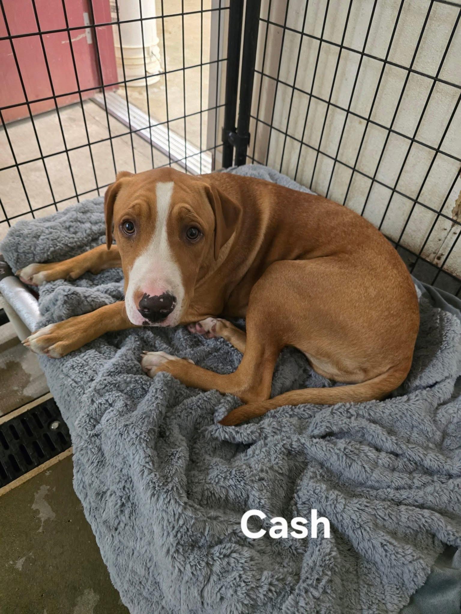 Cash (FOSTER home needed)