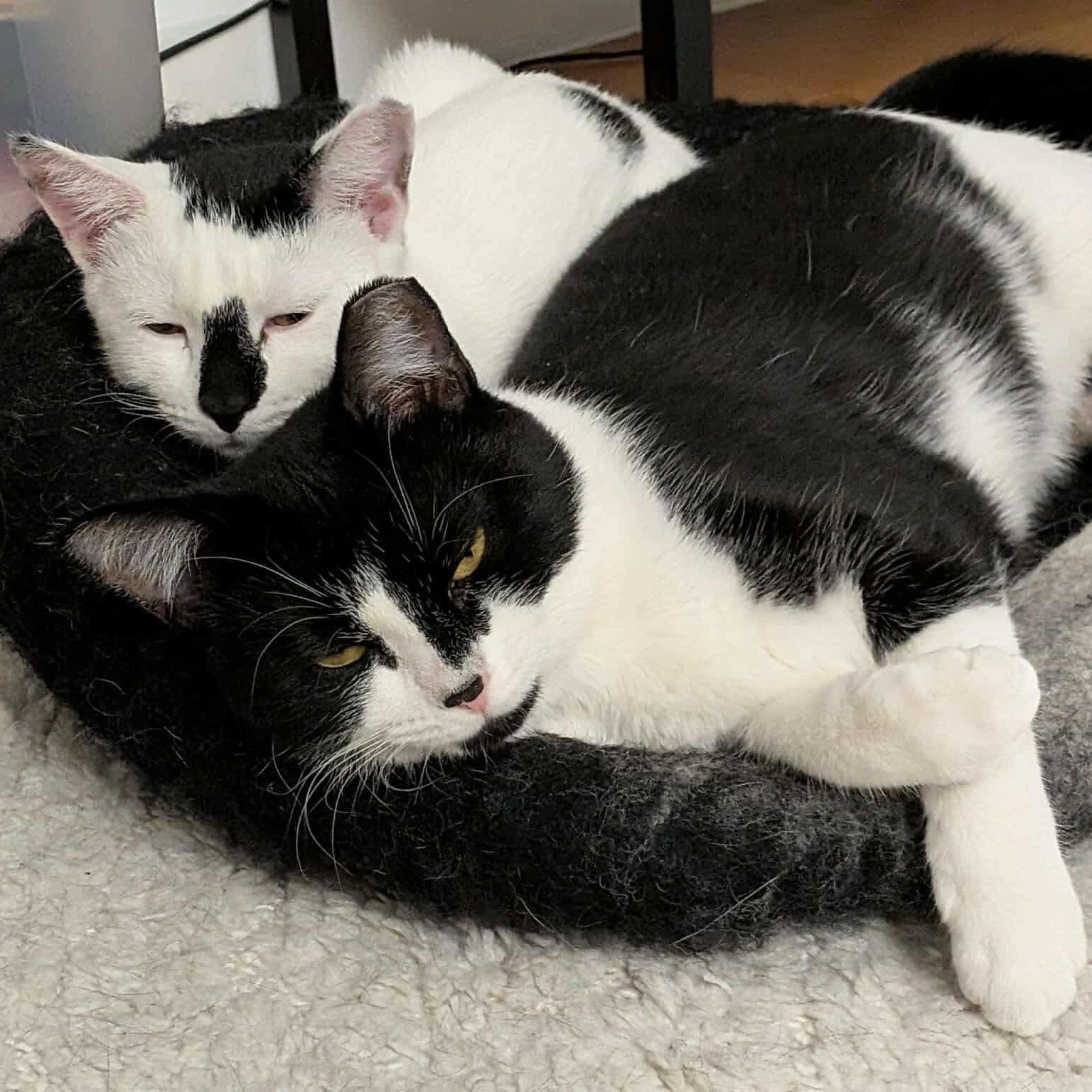 Daisy & Lily - Mama & Daughter Duo, a Adoptable Domestic Short Hair in Brooklyn, NY image 4/6