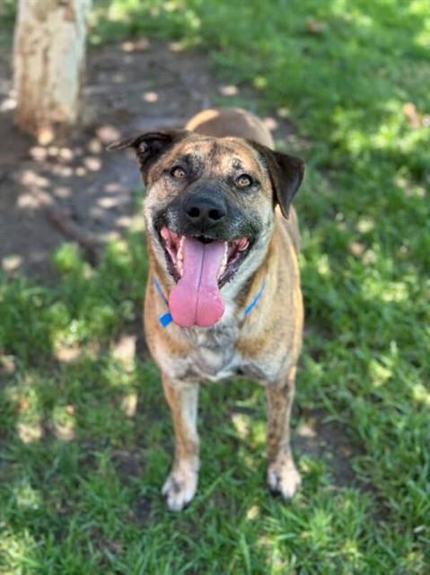 PEANUT, Adoptable, Adult Male Pit Bull Terrier.