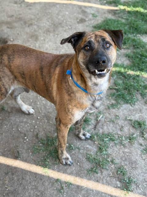Enlarge PEANUT, a Adoptable Pit Bull Terrier in Riverside, CA image 1/1