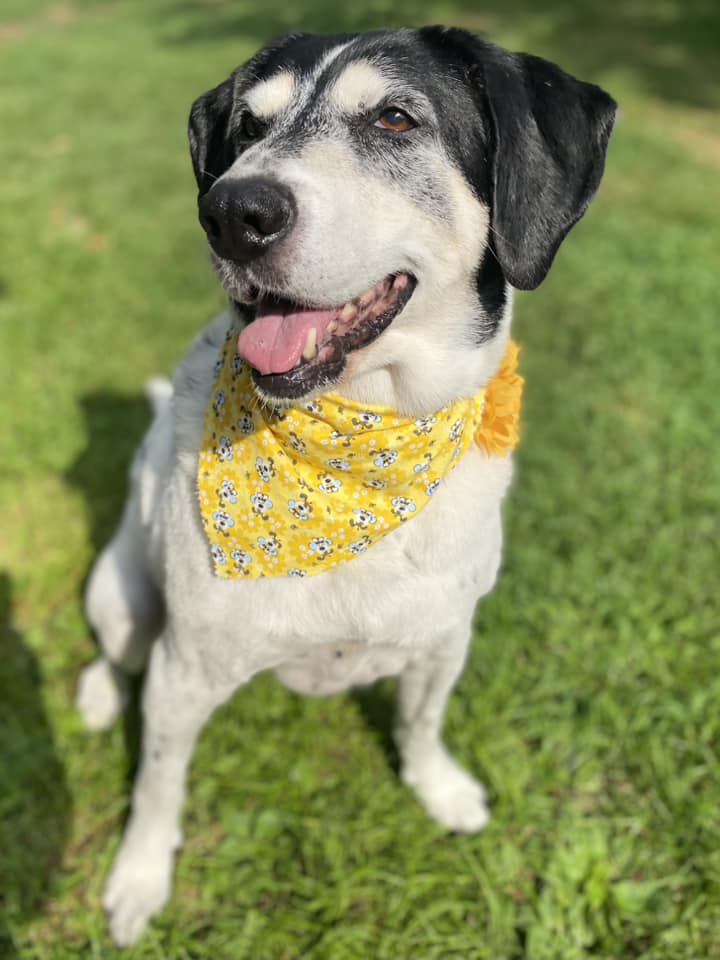 Enlarge Daisy, a Adopted Coonhound in Williamstown, NJ image 1/3