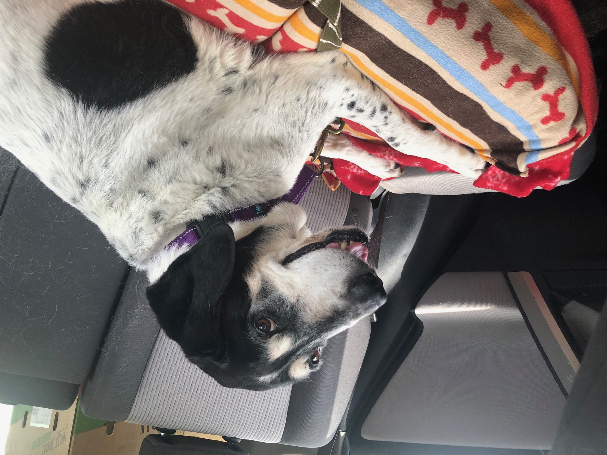 Enlarge Daisy, a Adopted Coonhound in Williamstown, NJ image 3/3