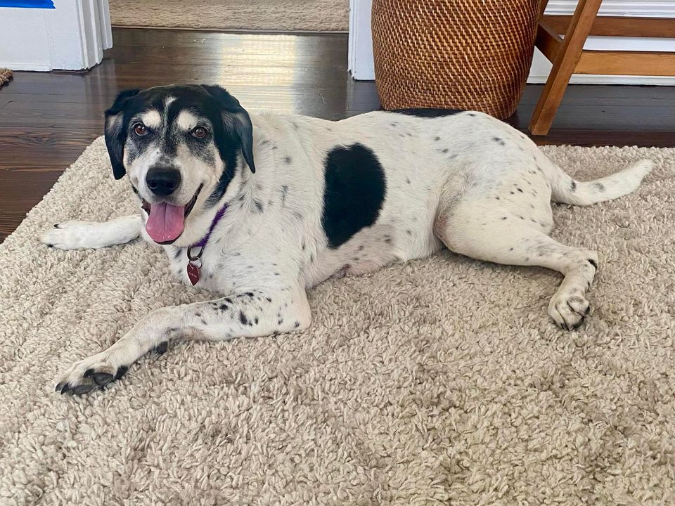 Enlarge Daisy, a Adopted Coonhound in Williamstown, NJ image 2/3