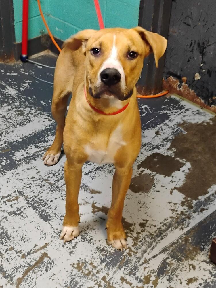 Enlarge Gordan #129, a Adoptable mixed breed in New Lexington, OH image 1/1