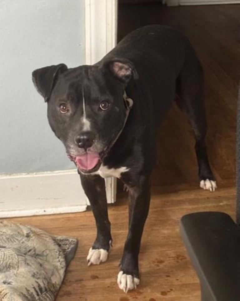 Enlarge Duke, a ADOPTABLE mixed breed in Germantown, TN image 2/3