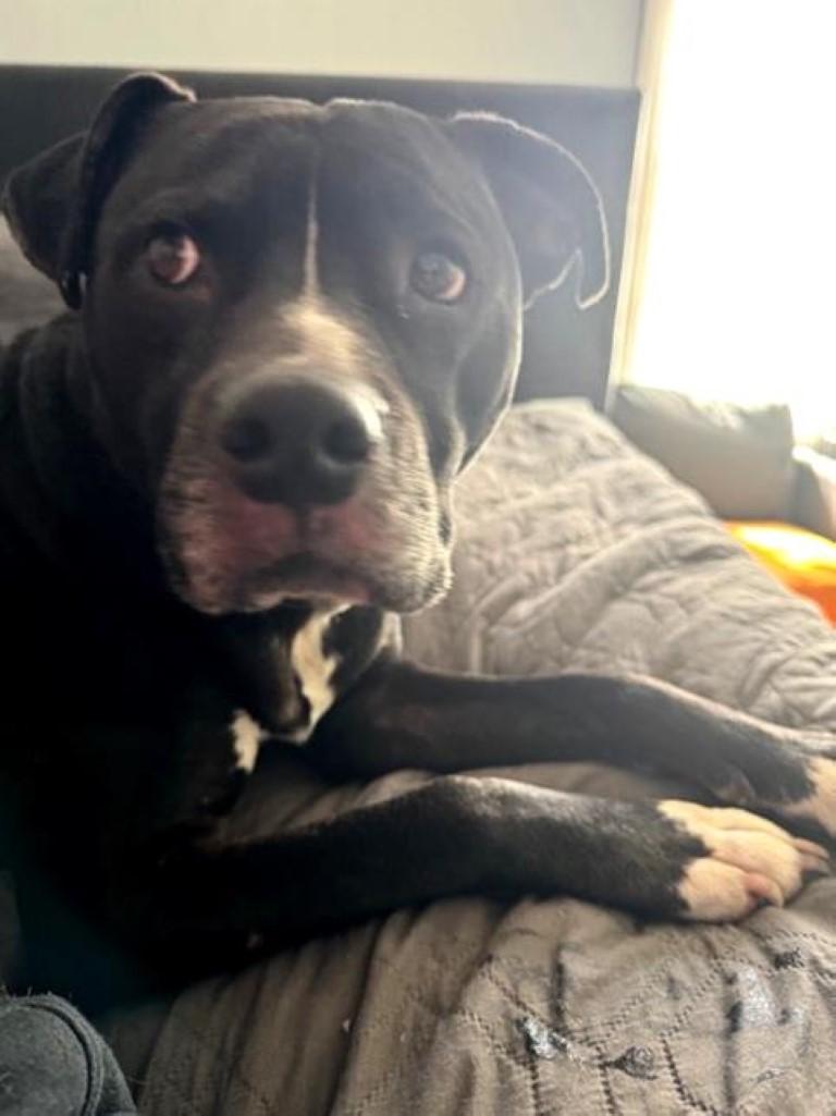 Duke, ADOPTABLE, Adult Male Pit Bull Terrier.