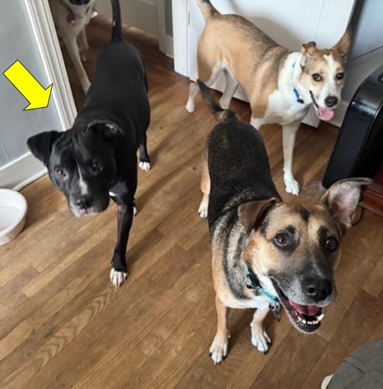 Enlarge Duke, a ADOPTABLE mixed breed in Germantown, TN image 3/3