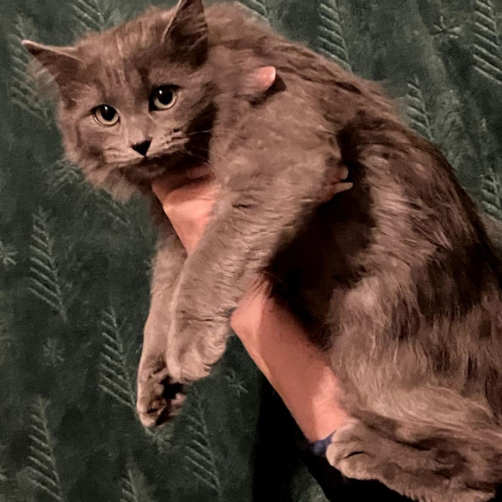 Tack, a Adoptable Domestic Long Hair in Amory, MS image 2/4