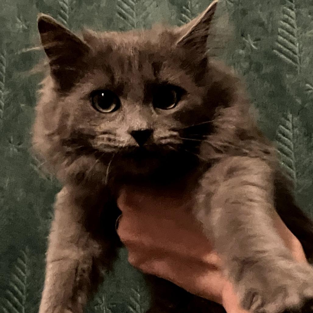 Tack, a Adoptable Domestic Long Hair in Amory, MS image 3/4