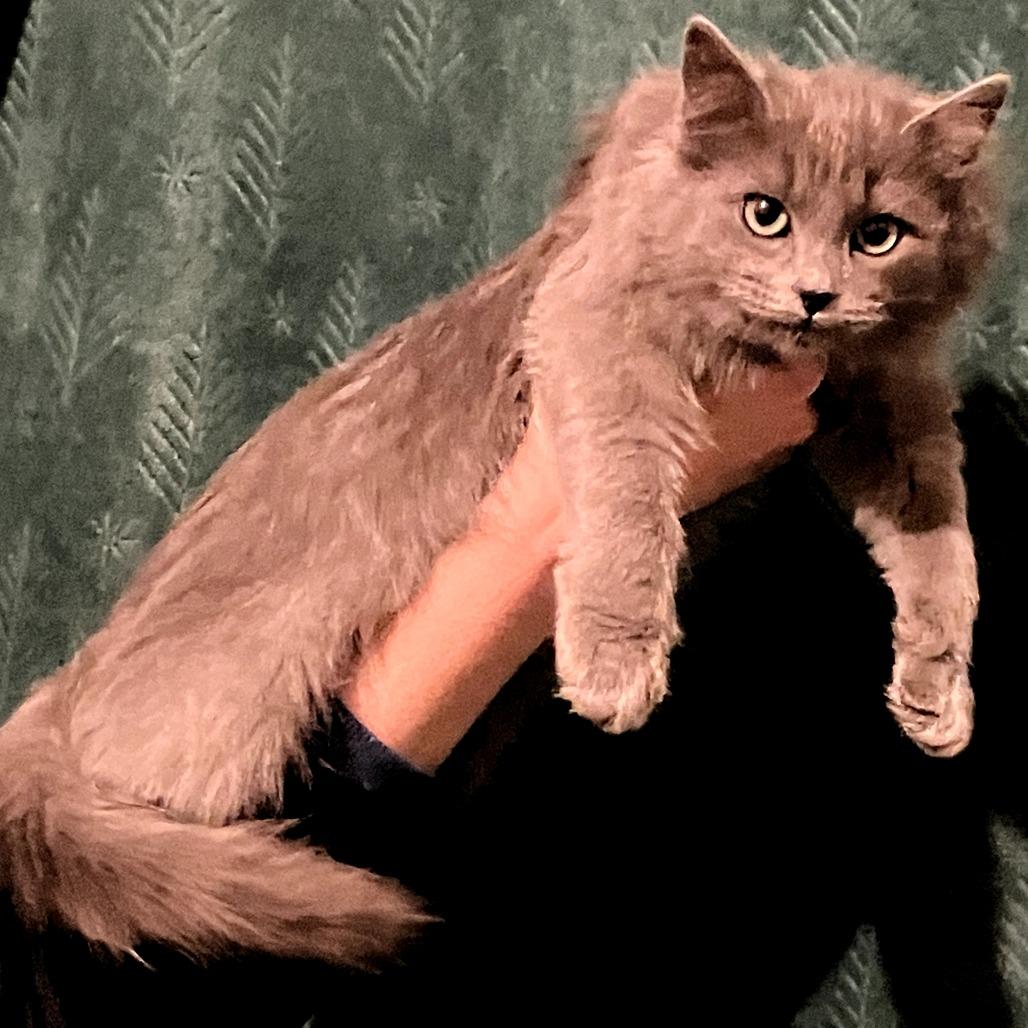 Tack, a Adoptable Domestic Long Hair in Amory, MS image 4/4