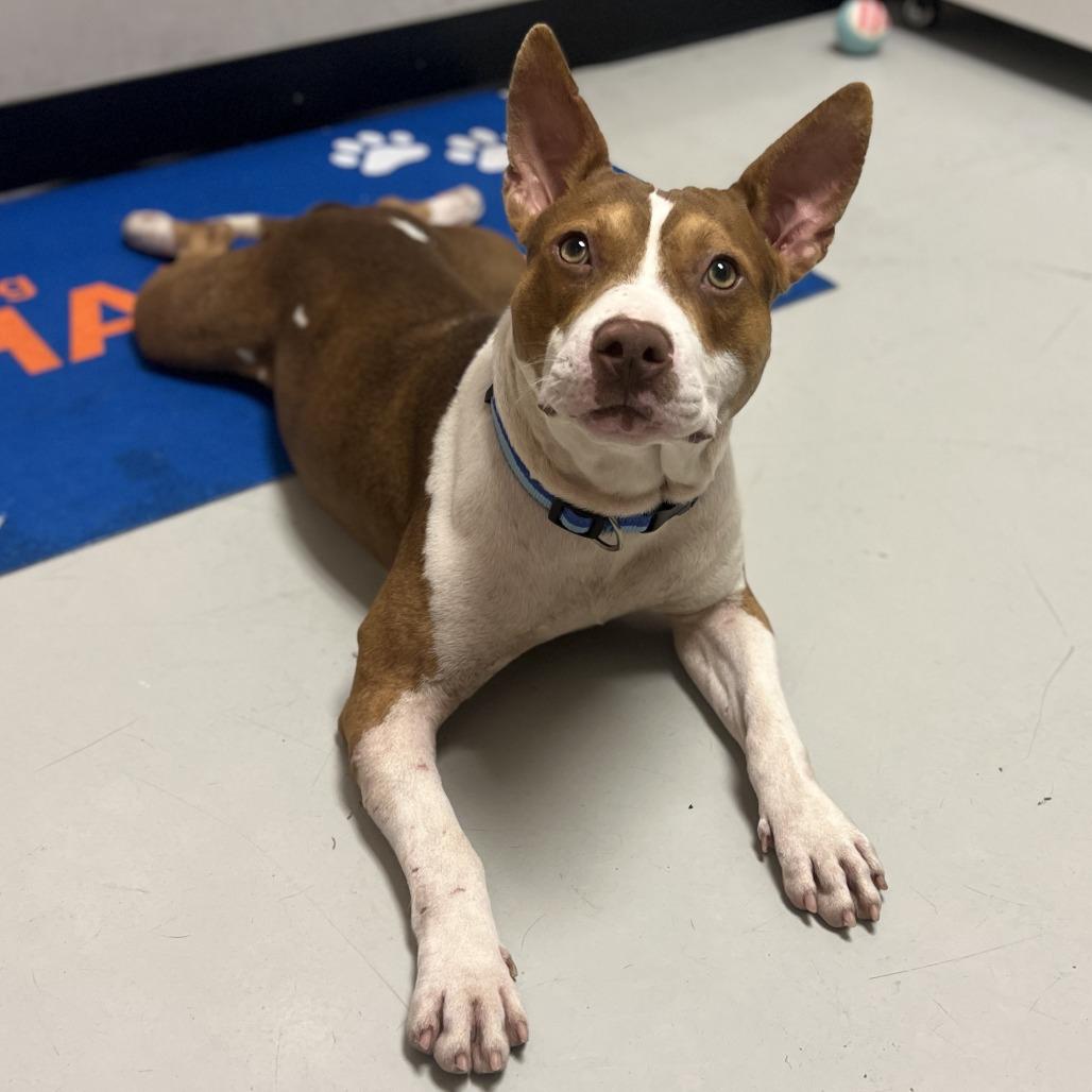 Enlarge Tommy Pickles, a Adoptable mixed breed in Springboro, OH image 2/6